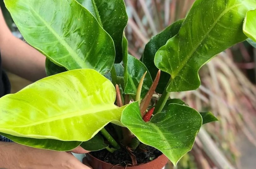 Cuidar de plantas se consolida como gesto sustentável e cresce cada vez mais