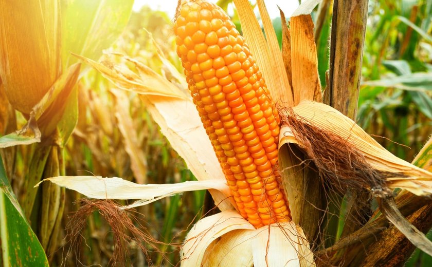 Alagoas faz parte de área com alto potencial agrícola