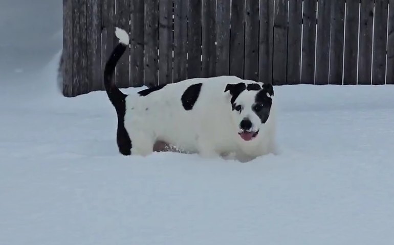 Cachorro corre pela neve fresca em Nova Jersey