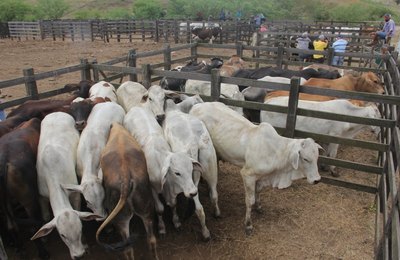 Prefeitura de Arapiraca convoca criadores de bovinos para vacinar rebanhos contra febre aftosa