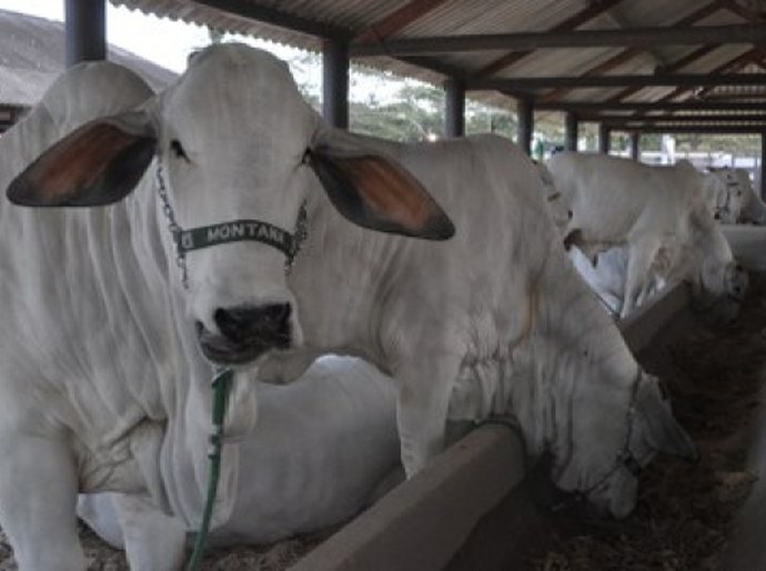 Governo de Alagoas fará distribuição de sêmen para gado leiteiro