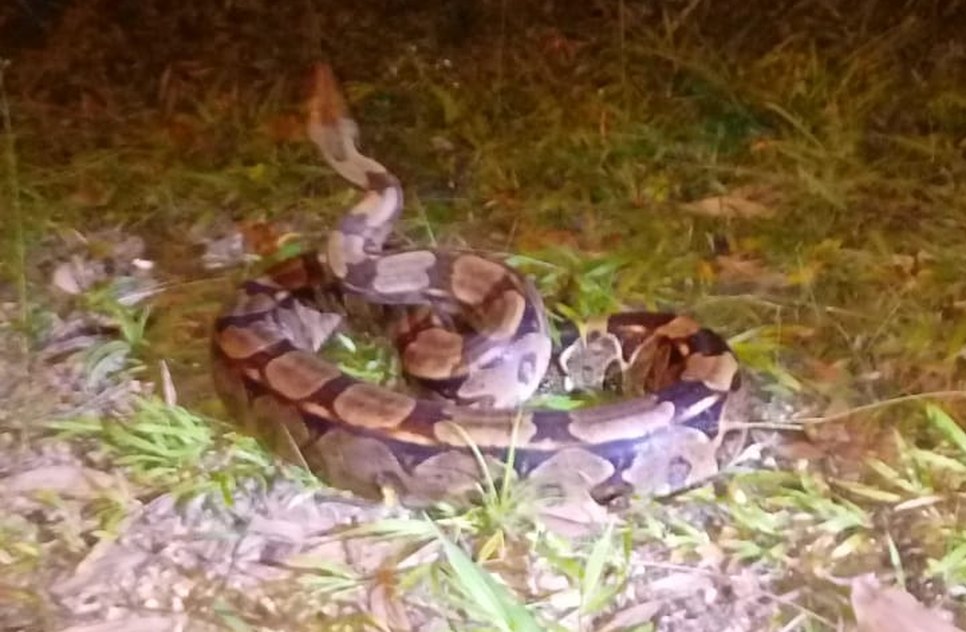 cobra é resgatada