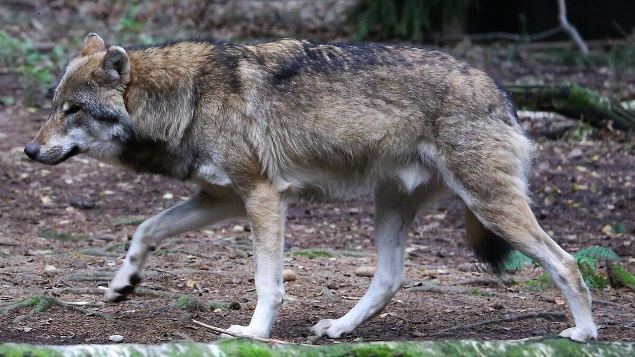 População de lobos na Europa divide produtores rurais e defensores de 'criaturas míticas'; Entenda