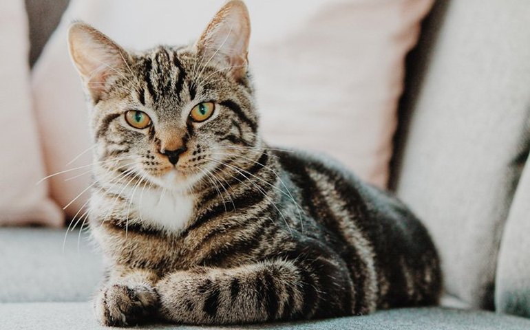 Gato 'revive' após quatro dias cremado, surpreendendo os donos