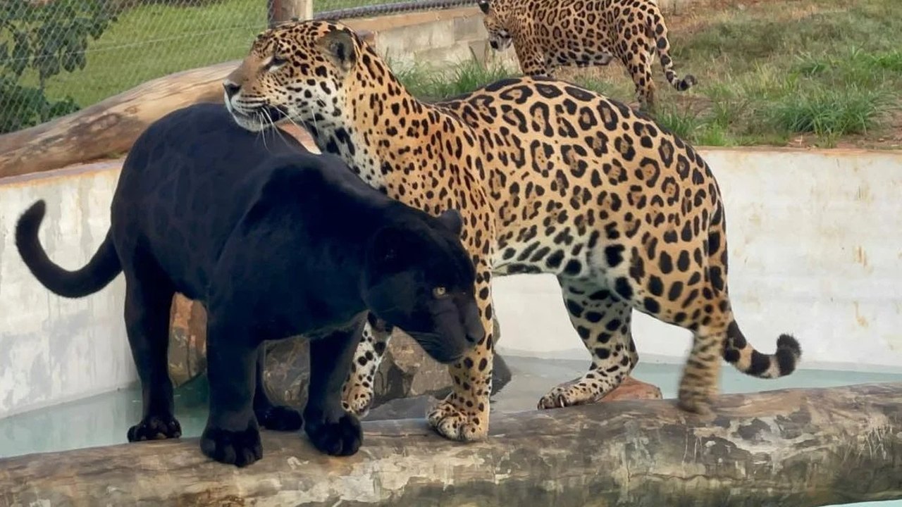 Instituto Onça-Pintada é multado pelo Ibama por maus-tratos; biólogos contestam