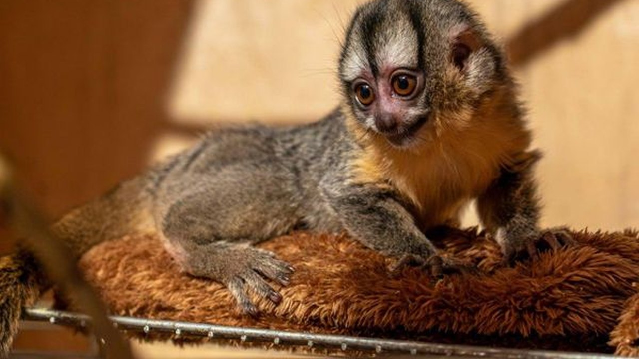 Zoológico de Moscou celebra nascimento de filhote de macaco-da-noite-boliviano