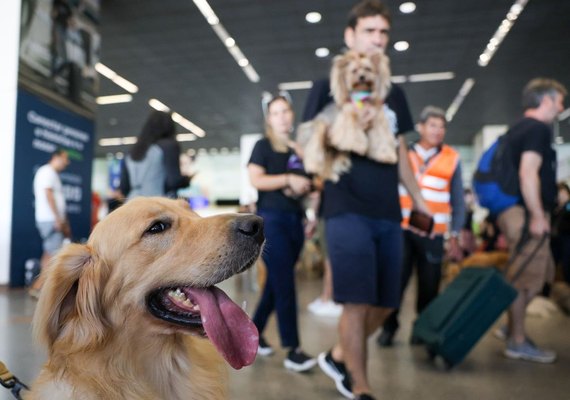 Aéreas podem se negar a embarcar animais de suporte emocional, diz STJ