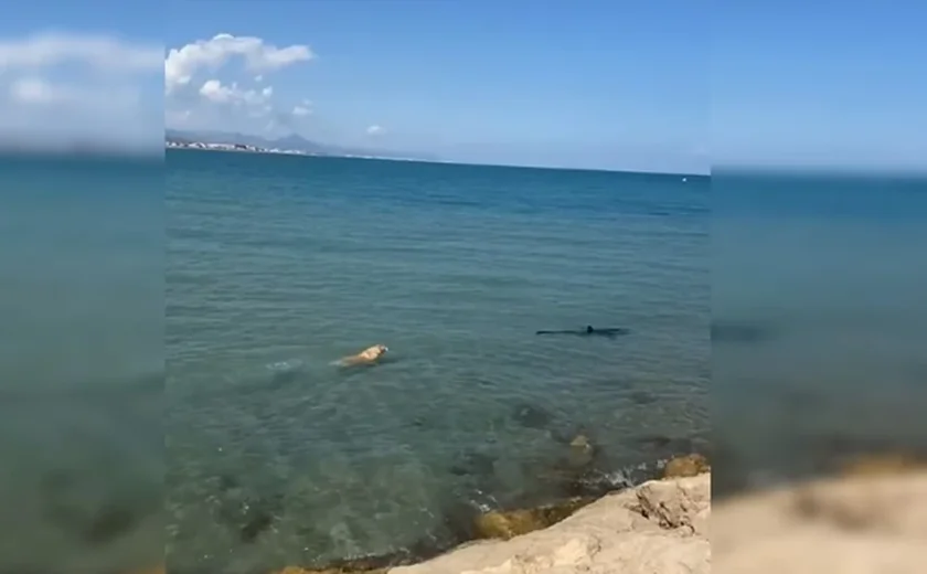 Cachorro pula no mar e morde cauda de tubarão