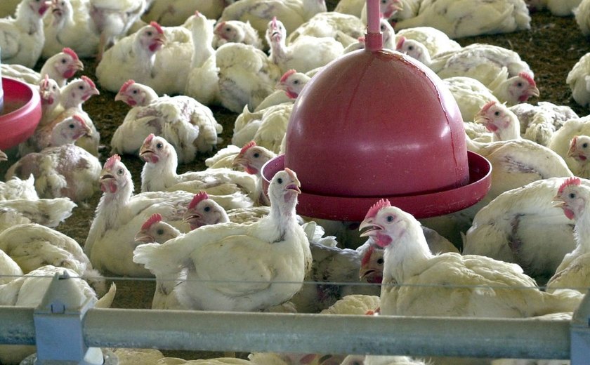 Gripe aviária: caem para 6 os casos em investigação; nenhum é em granja comercial