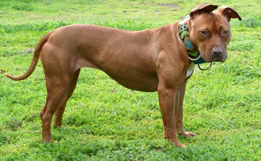 Pitbulls sem focinheira podem render multa de até R$ 2,4 mil em Alagoas