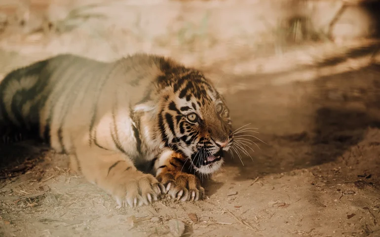Filhotes de tigre chamam atenção em momento de diversão no Zoo de Moscou