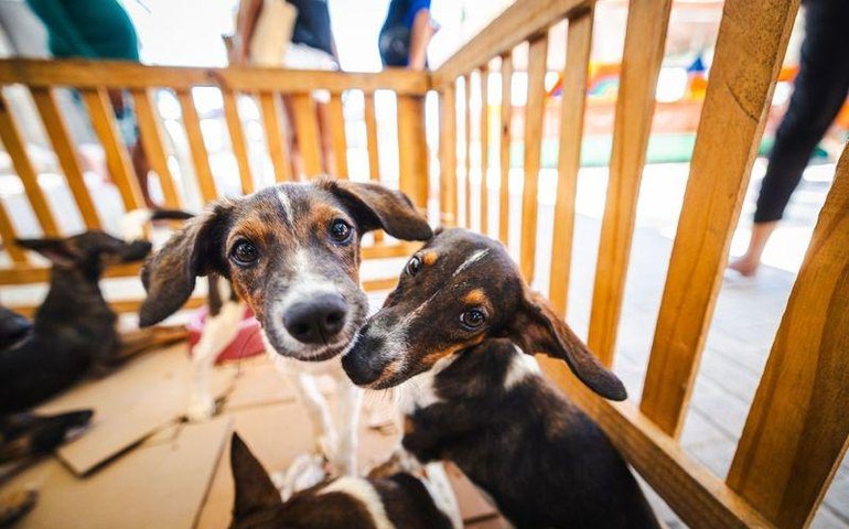 Prefeitura promove Feira de Adoção Animal neste sábado (24) em faculdade de Maceió
