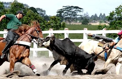 Deputados aprovam proposta que reconhece vaquejada como atividade desportiva   