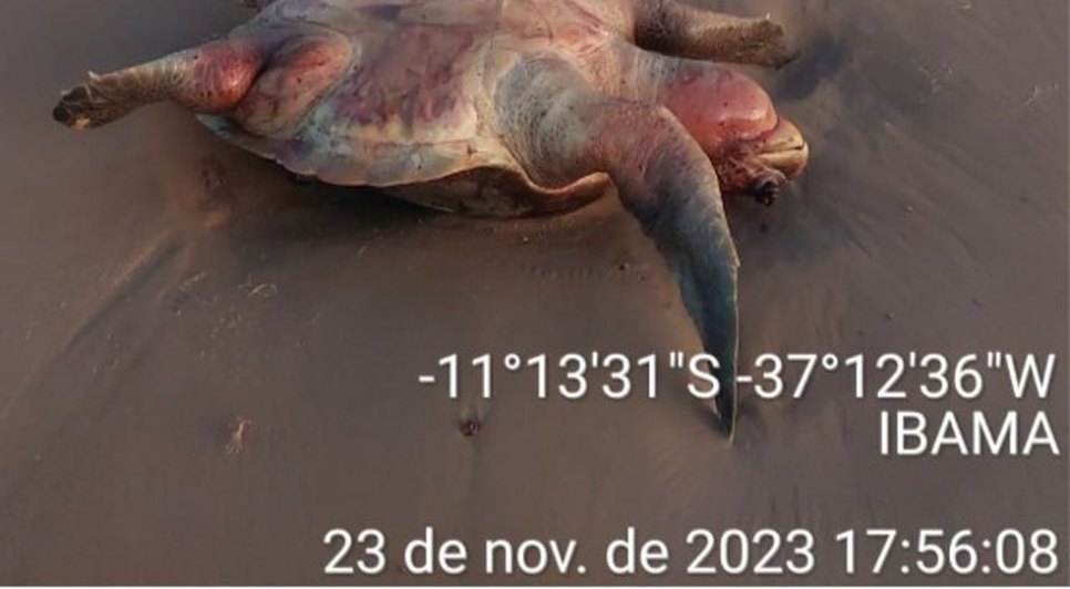 PF, Marinha e Ibama fazem patrulhamento marítimo para combater pesca predatória em SE