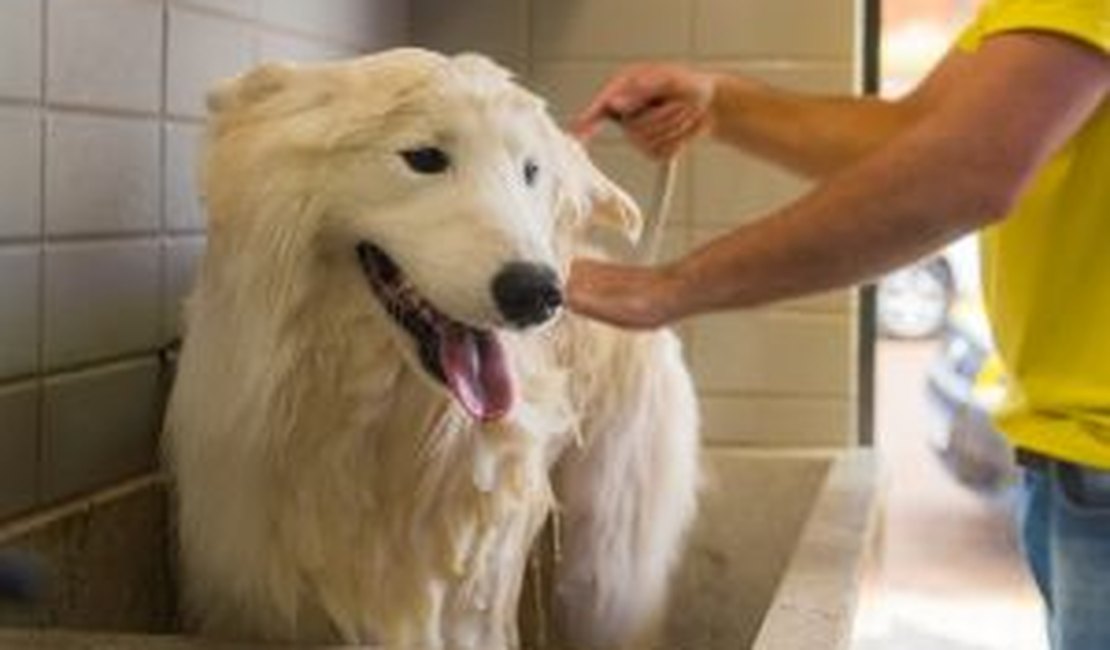 Confira algumas dicas de como manter a higiene dos cachorros durante o inverno