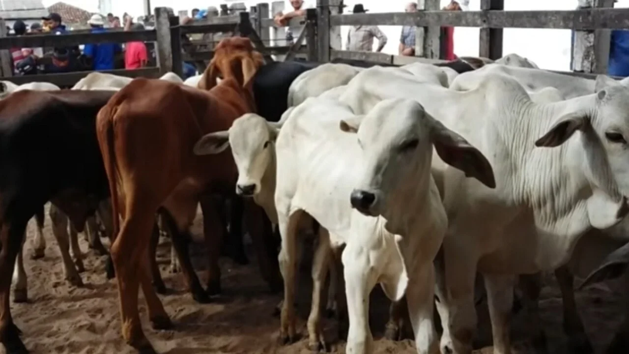 Feira do Gado de Canafístula não será realizada no feriado de segunda-feira