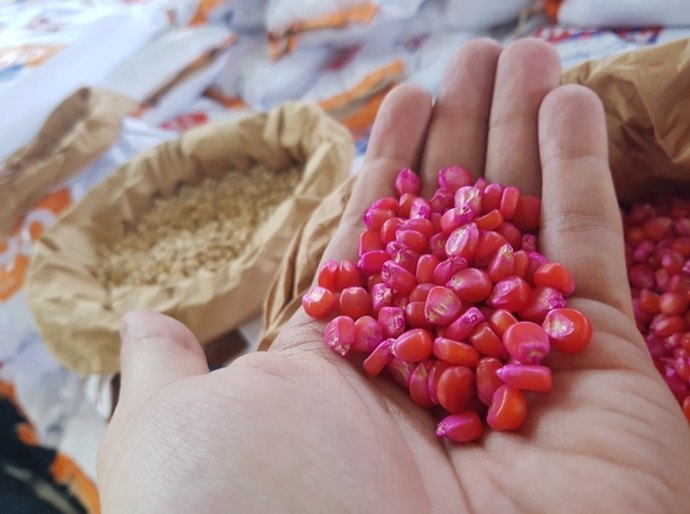 Programa de Distribuição de Sementes contempla municípios do Agreste