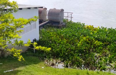 Vegetação no Rio São Francisco prejudica abastecimento de água em Penedo