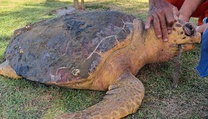 Tartaruga marinha é encontrada morta na Zona Norte de Aracaju