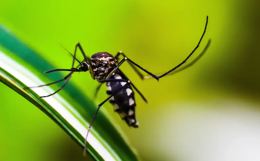 Casos de dengue no Brasil já superam a projeção para o ano inteiro