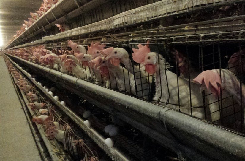 Novo guia brasileiro livre de gaiolas e celas apoia setor de alimentos e hotelaria no cumprimento de metas de bem-estar animal