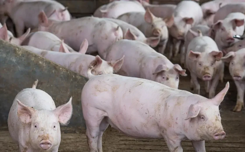 Agricultura: Rússia, Belarus, Armênia e Casaquistão abrem mercado para suínos vivos do Brasil