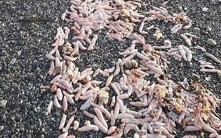 Milhares de 'peixes-pênis' de 25 cm são encontrados em praia na Argentina