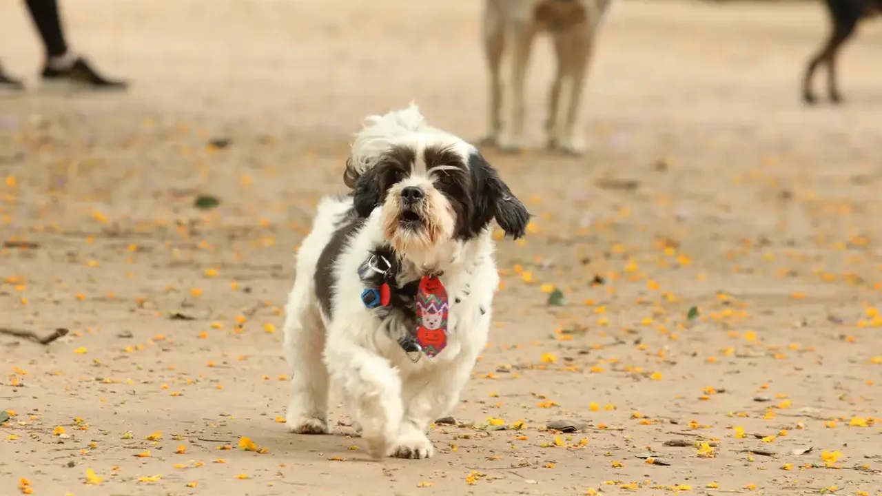 Cenários, bolos e datas inspiram ensaios de fotos de animais