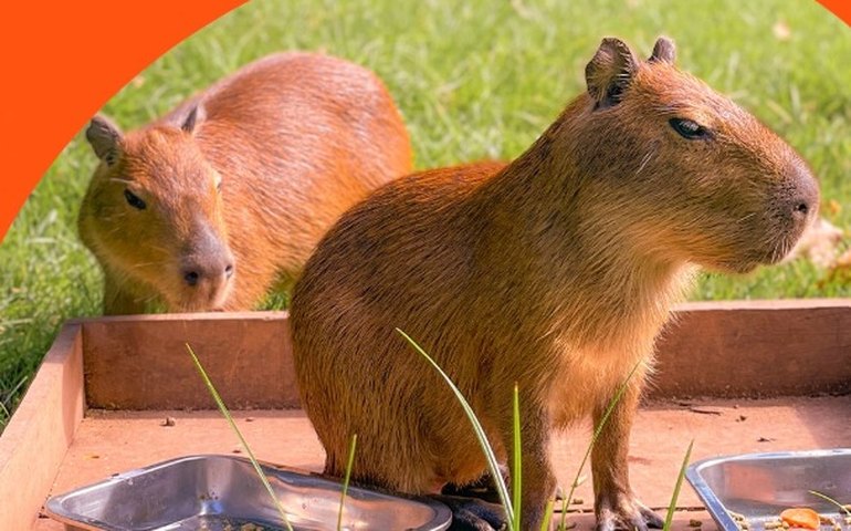 Marta e Neymar? Sandy e Junior? Público escolhe nomes de filhotes de capivara resgatados levados ao BioParque