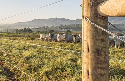 Com Brasil no topo da exportação de carne mundial, estrutura da propriedade rural vira diferencial competitivo