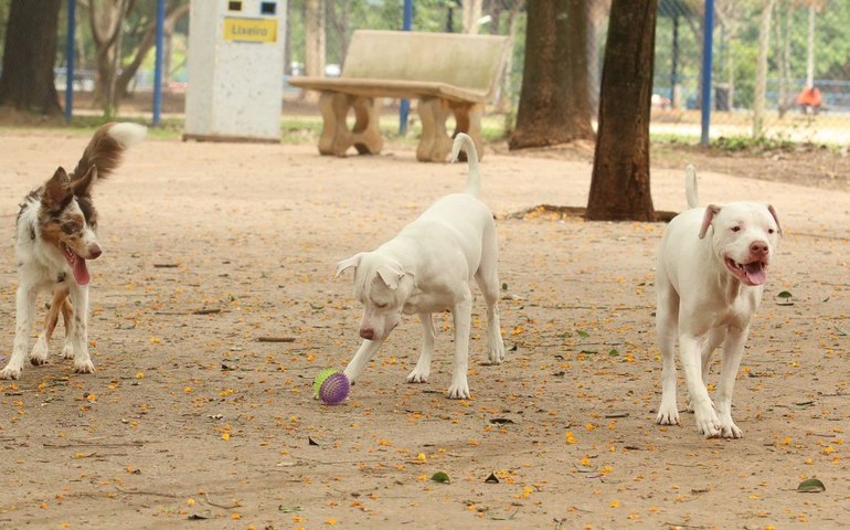 Governo sanciona lei que proíbe tatuagens e piercings em cães e gatos