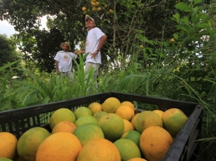 Agricultura gera renda e transforma a vida de alagoanos