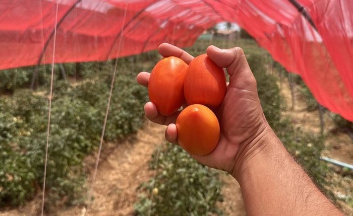 Tomate híbrido produzido com tecnologia da Embrapa é promessa de mais produtividade