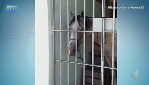 cavalo preso