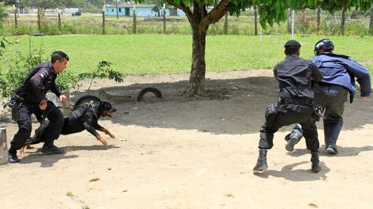Tropa do Canil da Polícia Militar passa por estágio de nivelamento operacional
