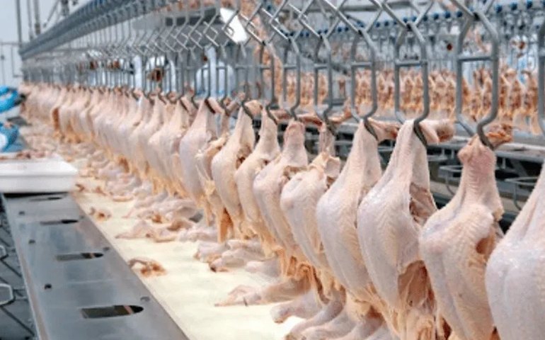 Preços da carne de frango estão sustentados pela demanda aquecida, diz Cepea