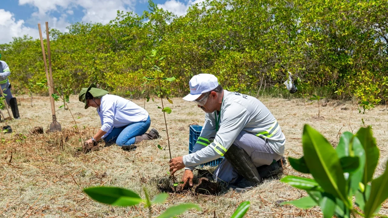 Aflora Mangue vai plantar mais de 60 mil mudas na APA Santa Rita