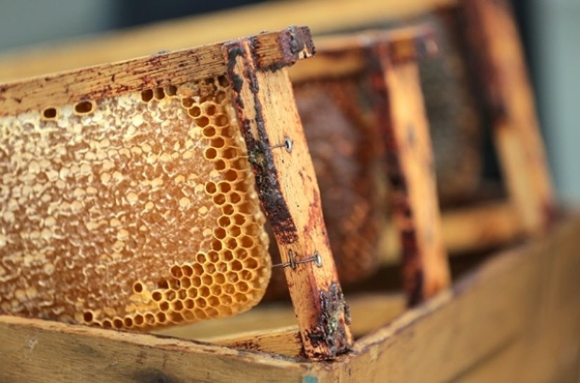 Programa de Arranjos produtivos Locais de Alagoas passa por reformulação