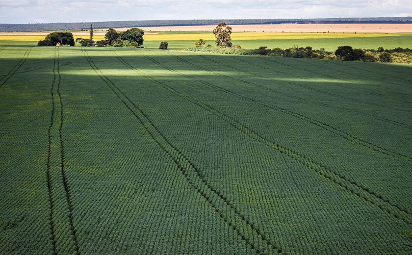 IBGE estima safra recorde de 263 milhões de toneladas em 2022