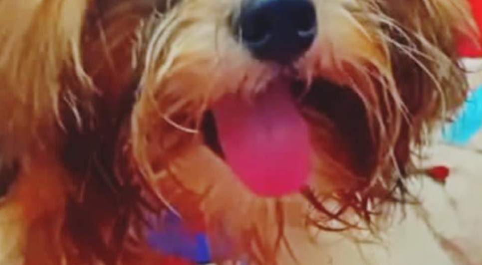 Cachorro da raça shih-tzu morre após ataque de pitbull em Aracaju