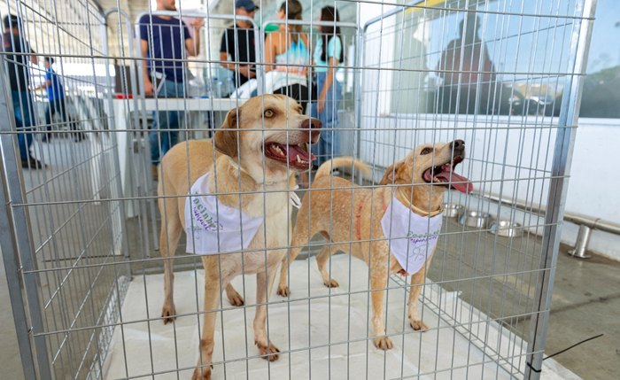 Animais seguem para adoção castrados e vacinados