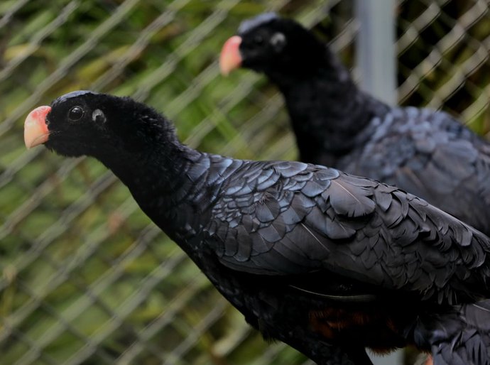 Reintrodução do Mutum-de-Alagoas avança com atuação integrada do MPAL