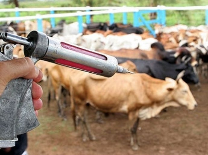 Criador tem até 15 de junho para declarar a vacinação da aftosa
