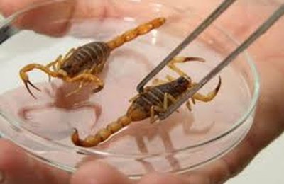 Saúde alerta para picadas de escorpião, mais comuns no verão
