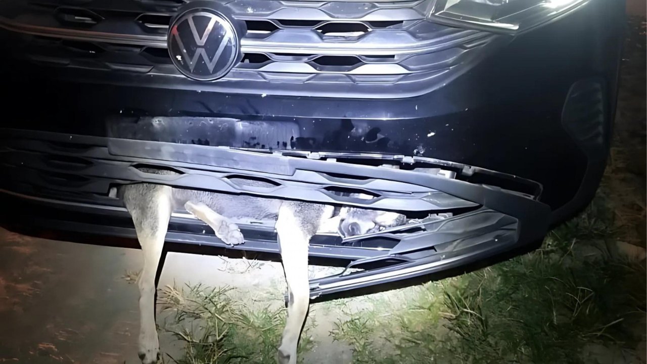 Corpo de Bombeiros resgata cão preso em para-choque de carro
