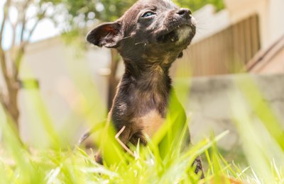 Prefeitura leva 16 animais para adoção neste domingo (17)