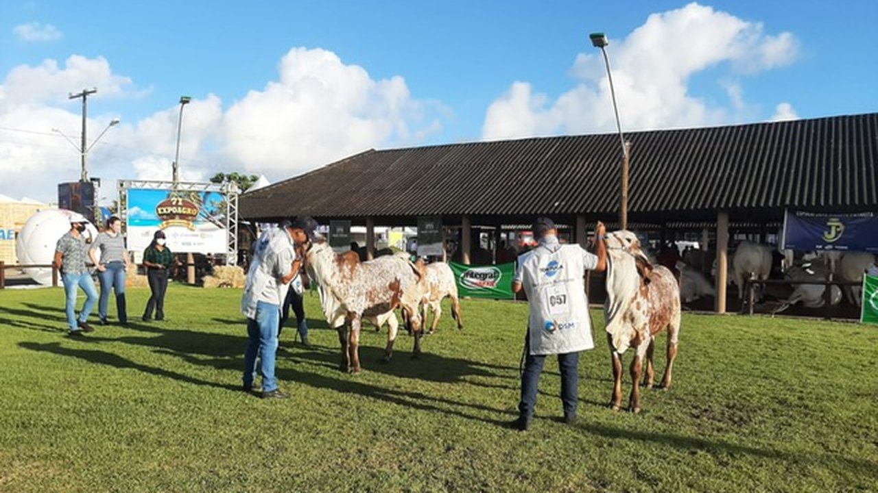 Primeiro dia de julgamentos expõe rebanho de alto nível na Expoagro Alagoas 