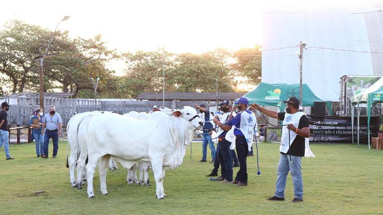 Expoagro/AL levará experiências do campo para a cidade