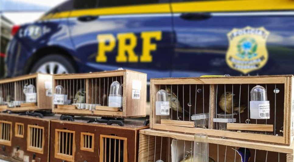 f7a7fc24-c1ab-4e38-9319-80543a3de189 / Foto: Foto: PRF
