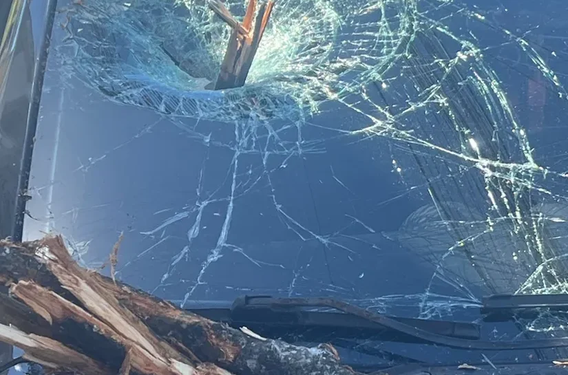 Trânsito é internado após árvore cair em carro na Leste-Oeste